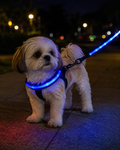 Collier LED Rechargeable pour Chien – Lumineux & Visible la Nuit jusqu'à 500m
