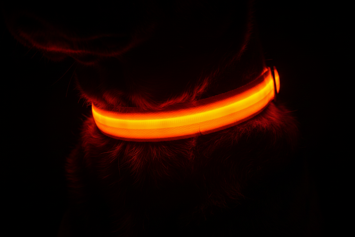 Zoom collier LED orange sur chien — PawNova